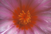Thelocactus bicolor flower