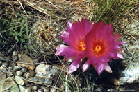 Thelocactus bicolor ssp. flavidispinus