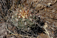 Thelocactus bicolor ssp. heterochromus