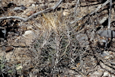 Thelocactus bicolor
