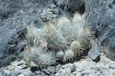 Thelocactus bicolor ssp. bolaensis