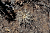 Thelocactus bicolor ssp. heterochromus