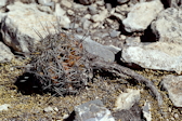Thelocactus leucacanthus