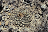 Thelocactus rinconensis
