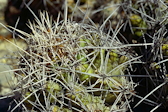 Thelocactus leucacanthus ssp. schmollii