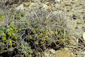 Thelocactus leucacanthus ssp. schmollii
