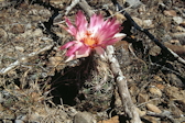 Thelocactus bicolor ssp. schwarzii