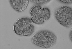 pollen grains of Thelocactus conothelos