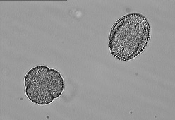 pollen grains of Thelocactus rinconensis