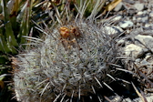 Thelocactus aurantiacus