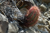 Thelocactus bicolor ssp. bolaensis