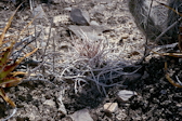 Thelocactus rinconensis