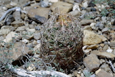 Thelocactus bicolor ssp. schwarzii